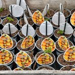 Malina oranžová (Rubus idaeus) ´VALENTINA®´ - výška 5-15 cm, kont. P13